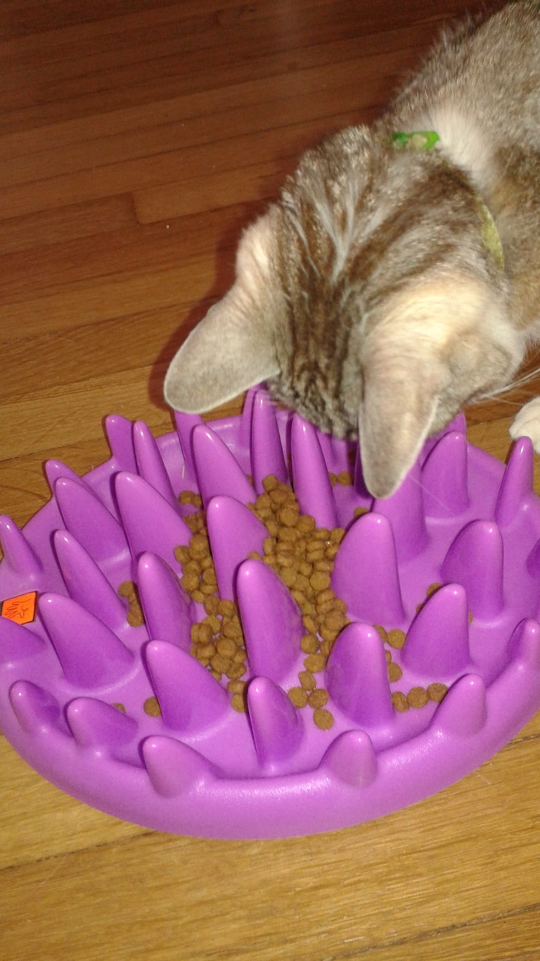 Food Puzzles for Cats