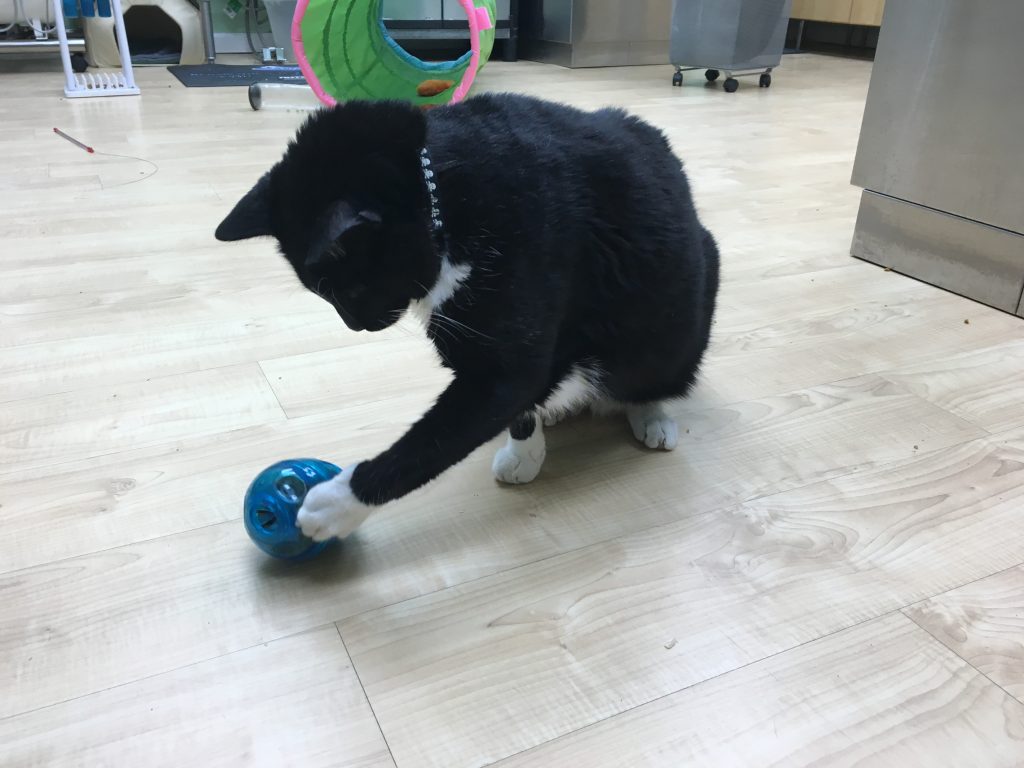 Food Puzzles for Cats