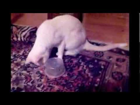 Making the Most of Feeding Your Cat: Food Puzzles • Feline Engineering
