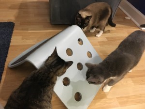 DIY Food Puzzles For Cats! - Modern Cat