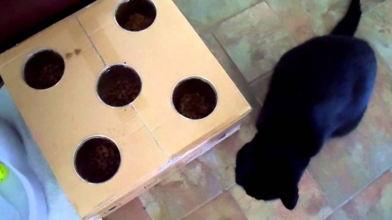 http://foodpuzzlesforcats.com/wp-content/uploads/2016/07/Stimulating-Cat-Food-Bowl-2.jpeg