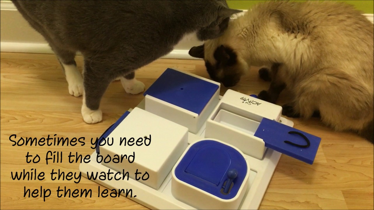 Interactive Food Puzzle (Ancaixin) – Feline Behavior Solutions - Cat  Behavior Consultant