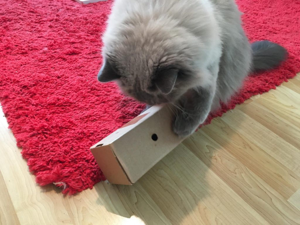 Recycled box = difficult DIY puzzle Food Puzzles for Cats