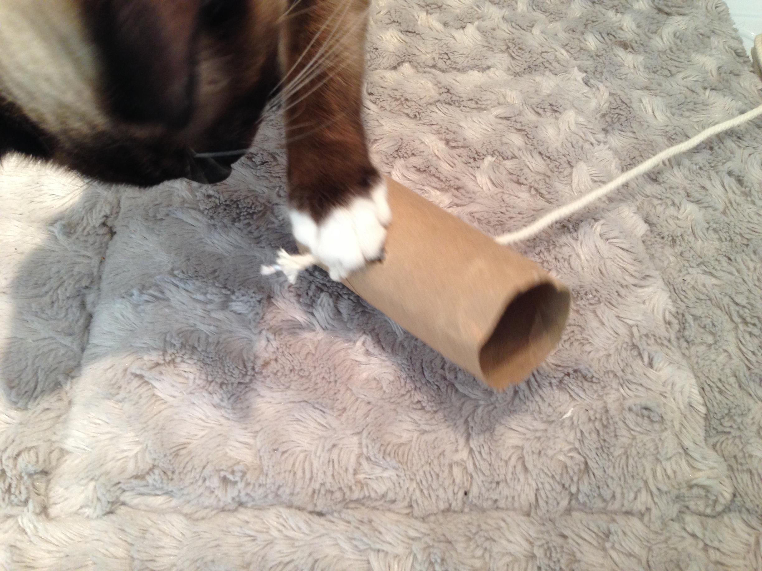 Cardboard Cat Crafts!