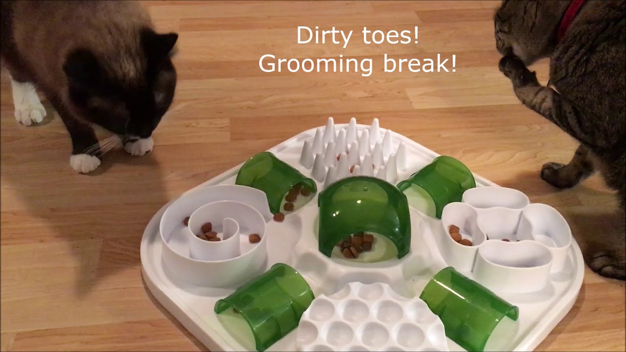 http://foodpuzzlesforcats.com/wp-content/uploads/2019/03/The-Catit-Play-stationary-foraging-board.jpeg