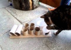 Cat-using-feeder-puzzle.MP4-1