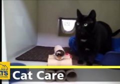 DIY-Cat-Feeding-Enrichment-1