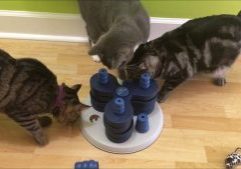 Flower-Tower-by-Trixie-Pet