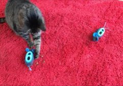 The-No-Bowl-feeding-system