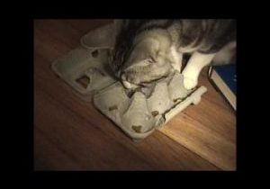 eggcarton